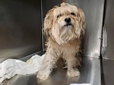 Scrappy