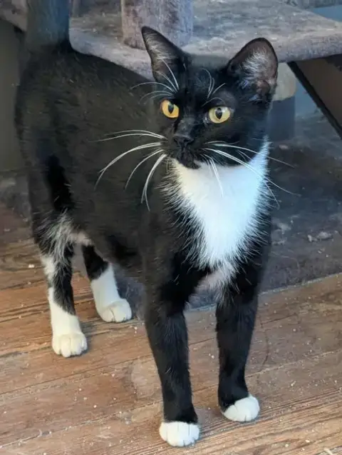 Sissy photo 3