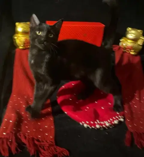 Twinkle Twinkle
