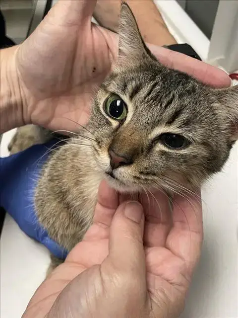 Cadbury