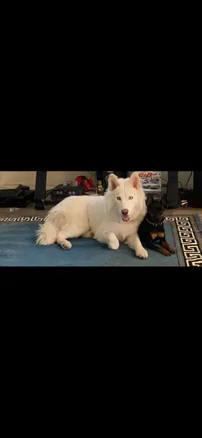 Suki #4 photo 3
