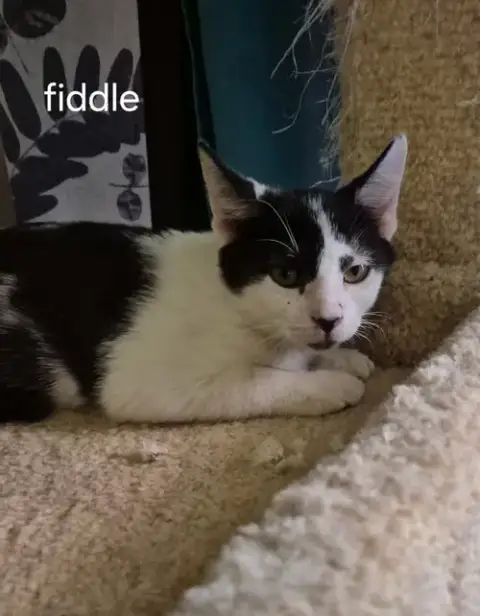 Fiddle The Handsome Boy photo 3