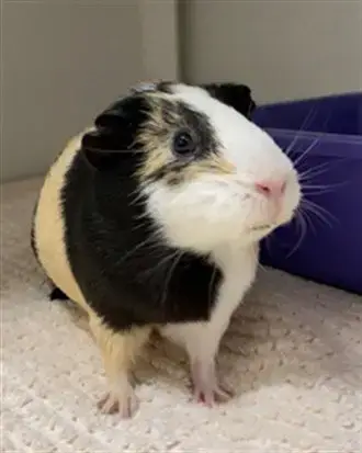 Peanut