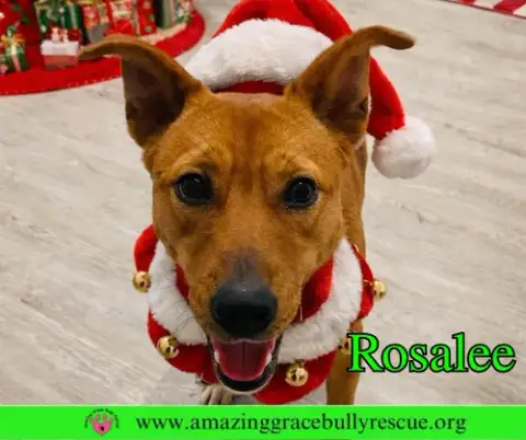 Rosalee photo 5