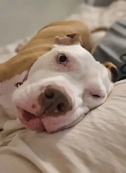 Louie photo 4