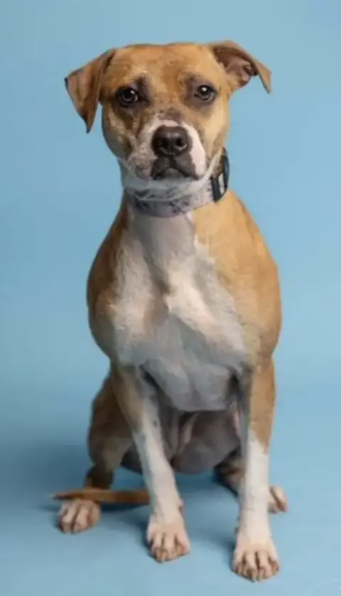 Phoebe photo 4