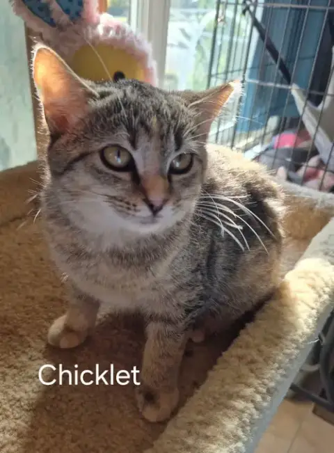 Chicklet