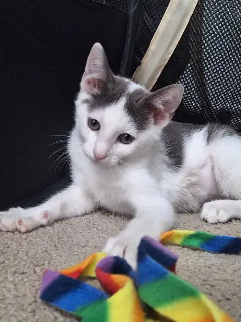 Maisie Moon photo 5