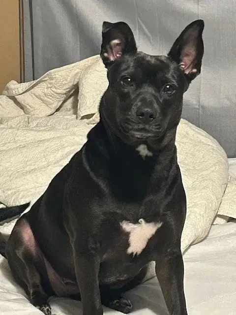 Piper