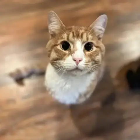 Hobbes