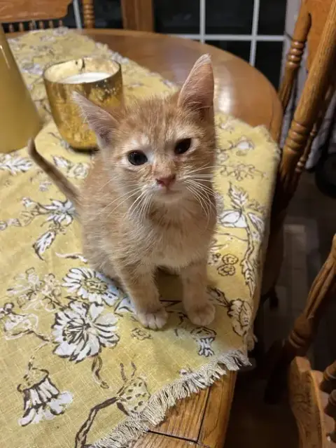Abe