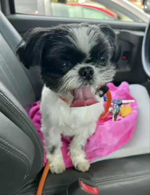 Sofie *Adopt Or Foster*