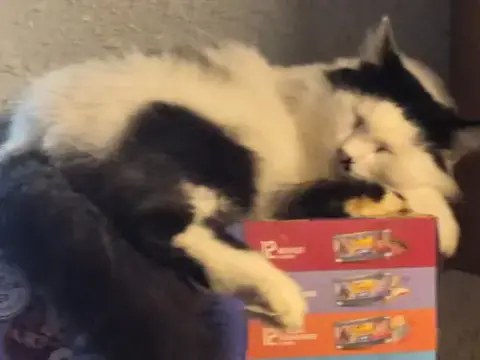 Bianca