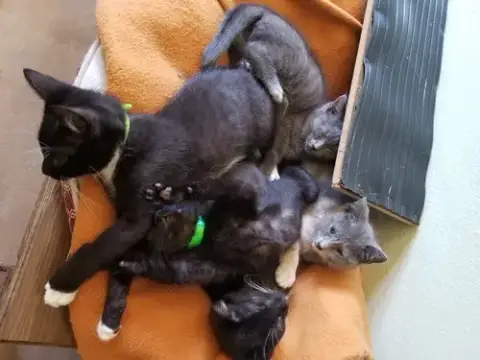 ***Kitten Special 2 For $200 photo 4