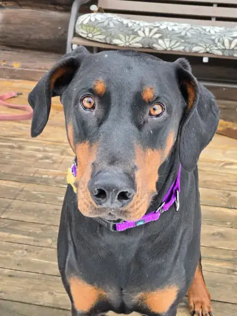 Loki