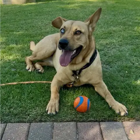 Piper photo 4