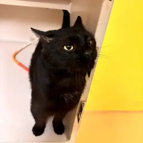 Buckley
