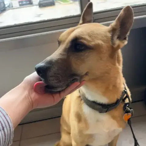 Handsome Beauregard