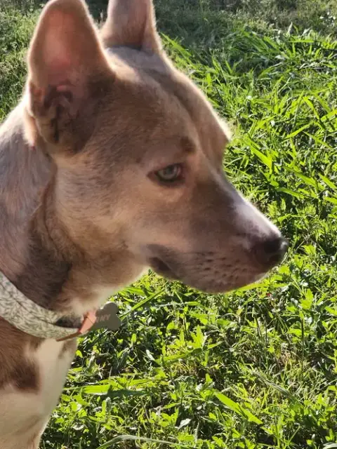 Penny photo 4