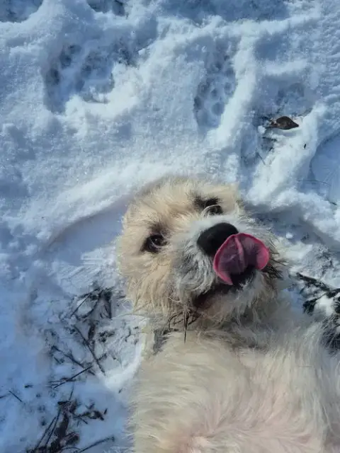 Herbert photo 3
