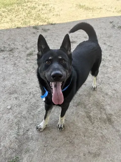 Rosco