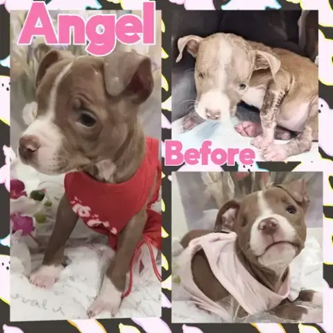 Angelic Aka Angel photo 2