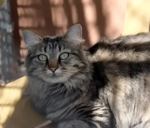 Lola