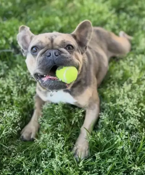 Fonzi