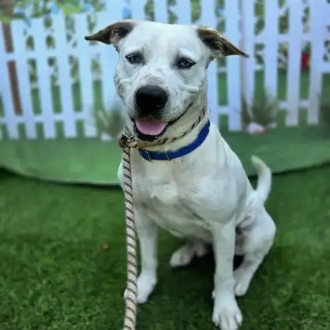 *Linus