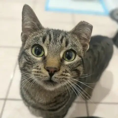 Bubbles