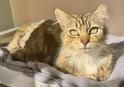 Enchanting Ella With Emerald Eyes