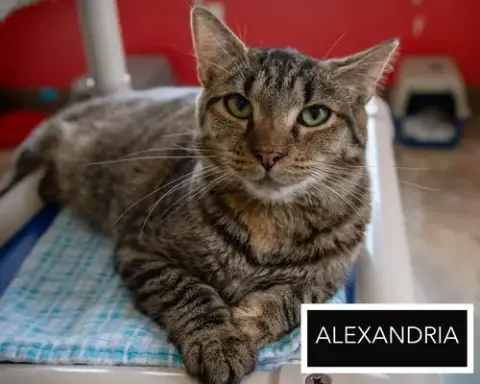Alexandria photo 2