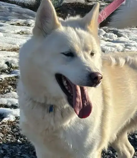 Sherry: Not At Shelter photo 2