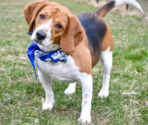Cooper photo 5