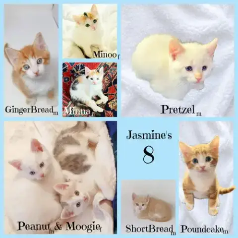 Peanut *Kitten*