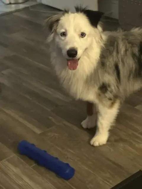 Malachai -Mini Aussie “Sexy Fluffernutter” photo 5