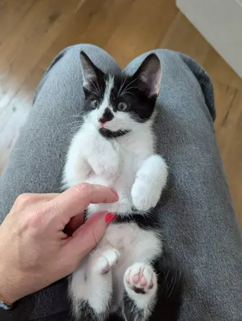 Oreo photo 3