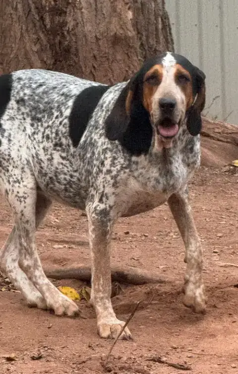 Henrietta Hound photo 3