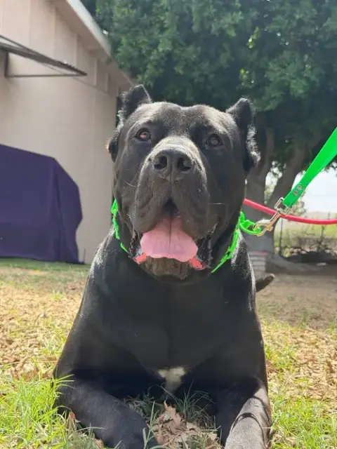 Dante
