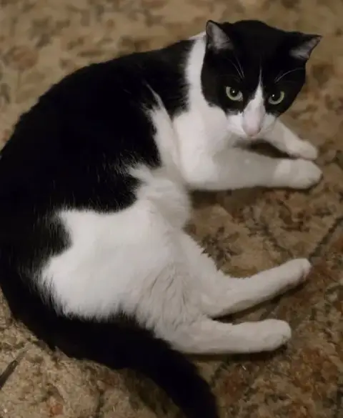 Felix photo 4