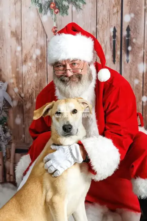 Rupert- $75 Adoption Fee! Diamond Dog! photo 2