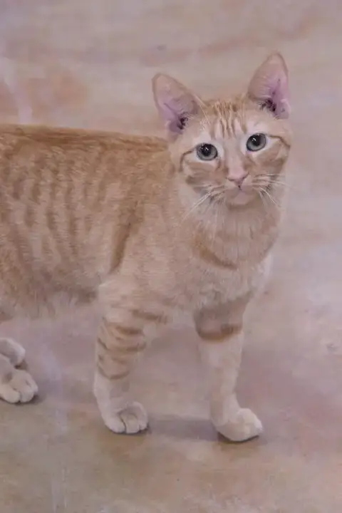 Aries photo 5