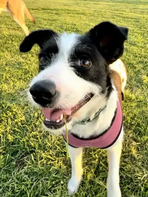 Opal Aka Gladys photo 4
