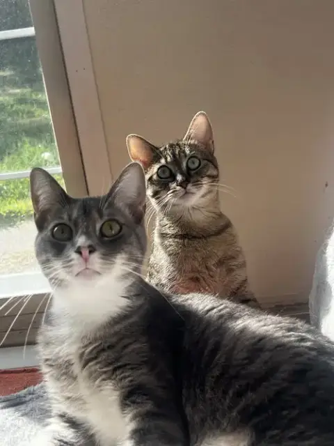 Puck Bonded With Pease Blossom photo 2