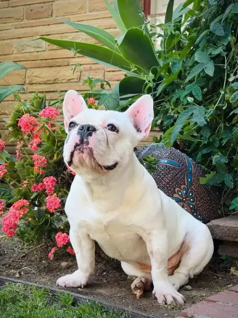 Ozzy photo 2