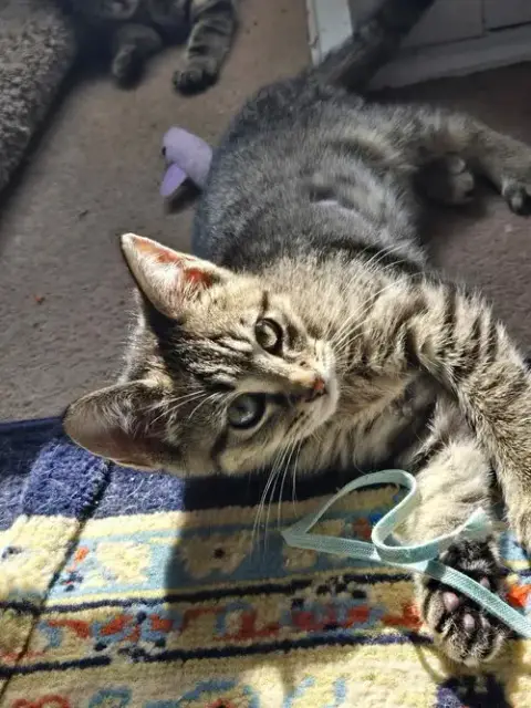 Chevy =^.^= photo 2