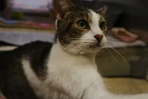 Kato photo 3