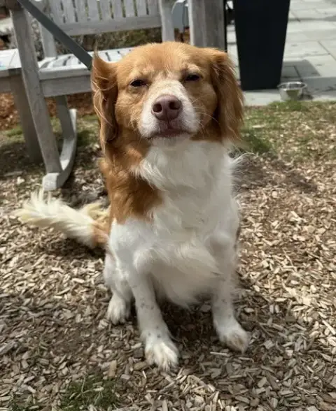 Tortilla