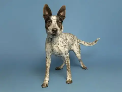 Bingo
