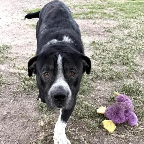 Bauer